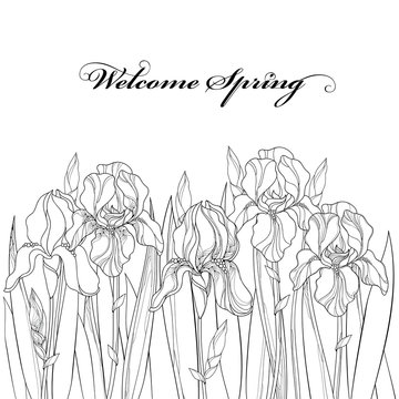 Vector horizontal border with outline Iris flower, bud and leaves in black isolated on white. Ornate floral element for spring and summer design, coloring book. Bouquet of Irises in contour style.