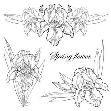 Vector set with outline composition of Iris flower, bud and leaves in black isolated on white. Ornate floral element for spring or summer design, greeting, coloring book with Irises in contour style.