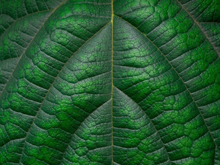 Green leaf texture. Leaf texture background. Copy space.