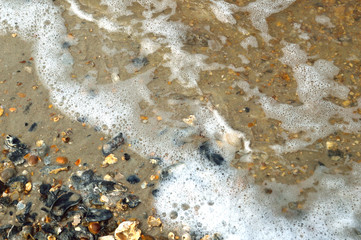 Fototapeta na wymiar Seashells on the sea shore.