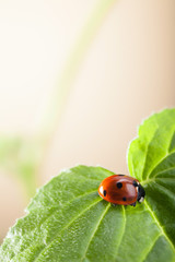 red ladybug on green leaf, ladybird creeps on stem of plant in spring in garden summer