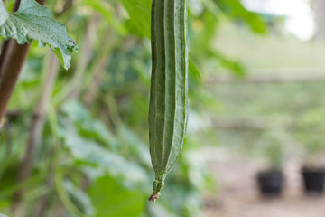 lose up the  fresh  green Luffa cylindrica on the   tree