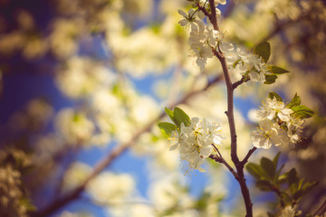 White Spring Blooming Trees Retro