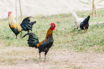 Rooster (Male Chicken) on a nature background
