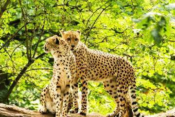 Two cheetahs Acinonyx jubatus.