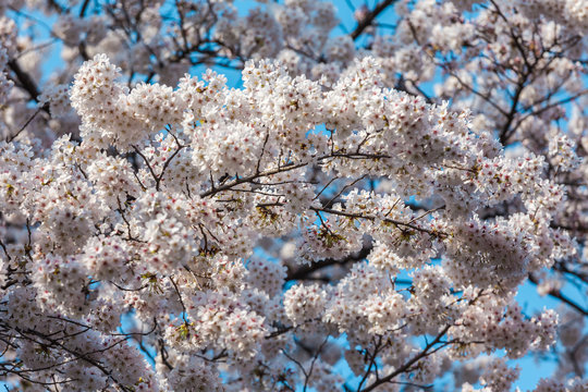 Cherry Blossom against cyan blue sky