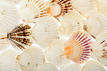 background of shells