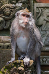Monkey in forest park in Ubud - Bali Indonesia