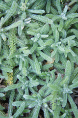 Achillea tomentosa green plant vertical © skymoon13