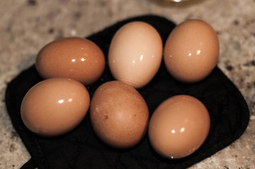 Brown Eggs