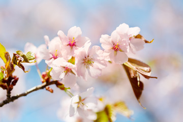 blossoming Oriental cherry sakura