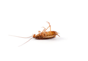 Dead cockroaches isolated
