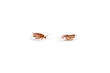 Dead cockroaches isolated