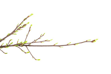 Spring branch isolated