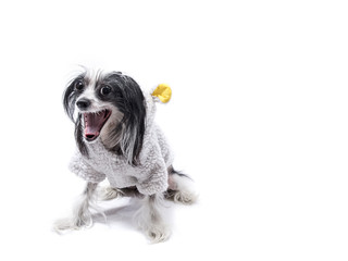 Chinese Crested dog isolated on white background 