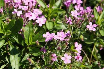 Saponaria ocymoides little purple flowers in green