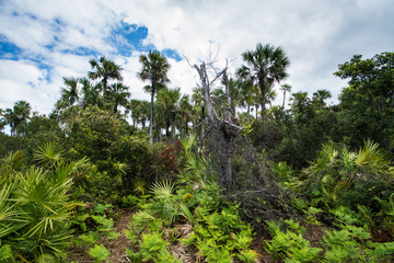 Fototapeta na wymiar Florida Nature