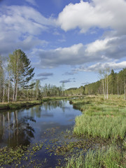 Fototapeta na wymiar Ellbacher Moor im Frühling