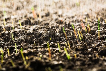 Fototapeta premium Plant.