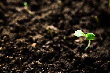 Plant.