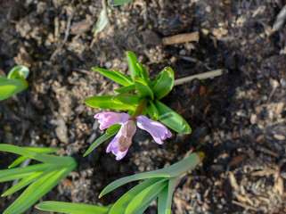 Gartenbeet im Frühling