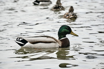 Fototapeta premium Male mallard duck floating on the lake in Poland.