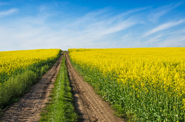 Fototapeta na wymiar A magical landscape with road middle rape field on a background of blue sky (perspective, optimism, purpose - concept)
