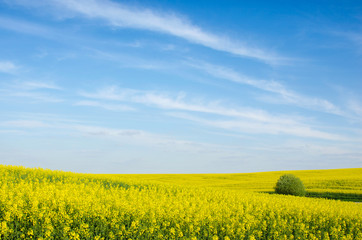 Incredible fun spring landscape with yellow rape field and bush against the sky with bands of clouds