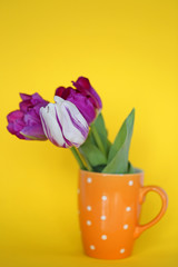 violet tulips in an orange glass in a white point On a yellow background