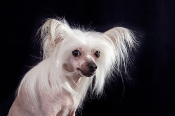 Naklejka premium Portrait of breed Chinese Crested Hairless dog on a black background