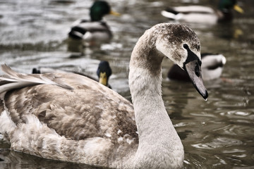 Portrait of a young swan floating on the lake in Poland.