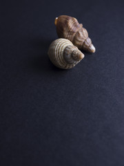 Boiled whelks isolated on black background