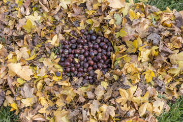 leaf on the floor with chestnuts