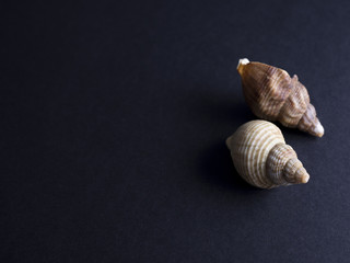 Boiled whelks isolated on black background