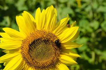 Chairman of the sunflower and a bee and Coccinellidae