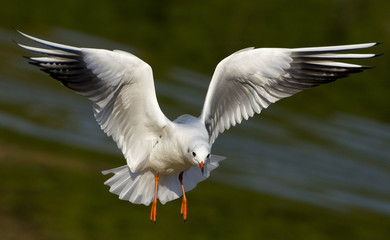 Full deployment of wings