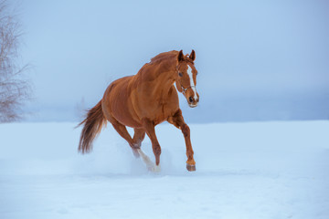 Red horse runs in snow on sky background