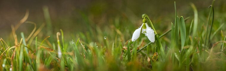panorama with alone snowdrop with drops of dew on the meadow