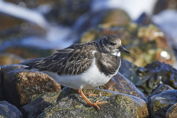Ruddy turnstone (Arenaria interpres)