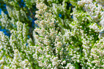 .Blooming tuya western