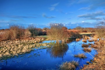 Spring flooding in Boundary Bay Regional Park. Tsawwassen. Metro Vancouver. British Columbia. Canada.