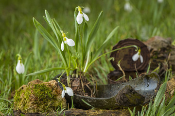 broken glass bottle and snowdrops in forest