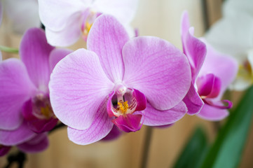 Naklejka na ściany i meble Beautiful pink orchid close-up