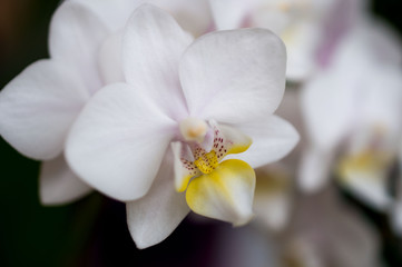 A beautiful white orchid closeup