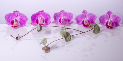 Purple orchid isolated on white. Spa background