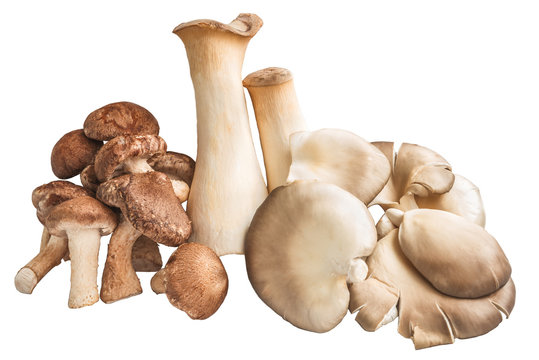 Кучка грибов шиитаке и вёшенки на белом фоне.