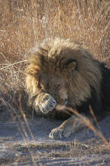 Lion - the majestic creature 