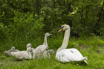 Famille de cygnes
