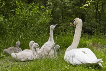 Famille de cygnes