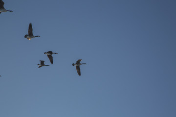 canadian geese